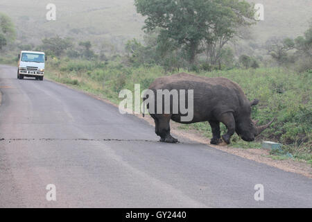 White rhinoceros, Diceros simus, single mammal,  South Africa, August 2016 Stock Photo