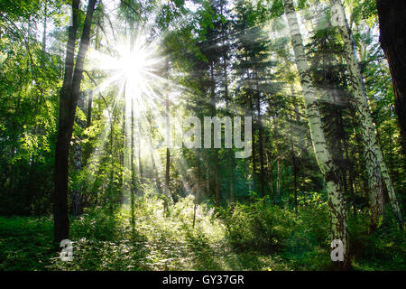 The sun's rays in a birch grove in sunny day Stock Photo - Alamy