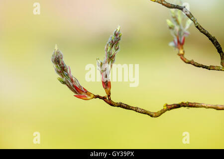 Close Up of Tree Twig with Leaf buds in Spring on a sunny day Stock Photo