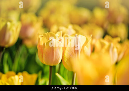 Beautiful bright Flower Bed with Tulips on a sunny Spring Day Stock Photo