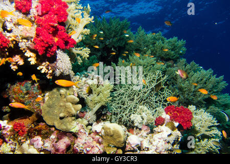 Coral garden in the red sea Stock Photo