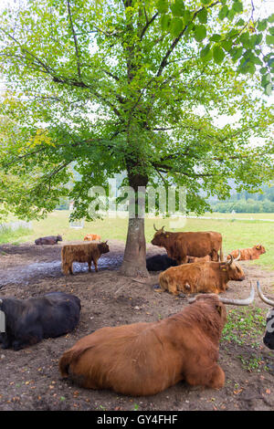 Heard of red haired Scottish highlander cows resting. Stock Photo