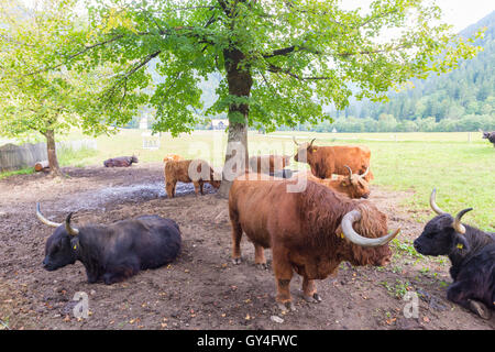 Red haired Scottish highlander cows. Stock Photo