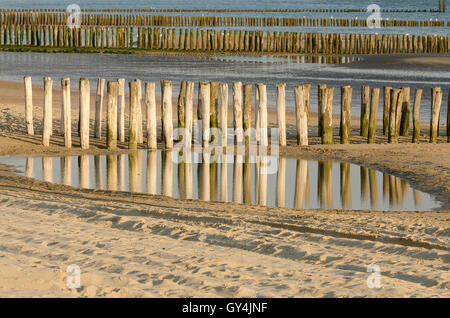 Rows of weathered wooden groynes on the beach of Zoutelande in Netherlands Stock Photo