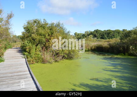 Boardwalk in the Wetland Stock Photo