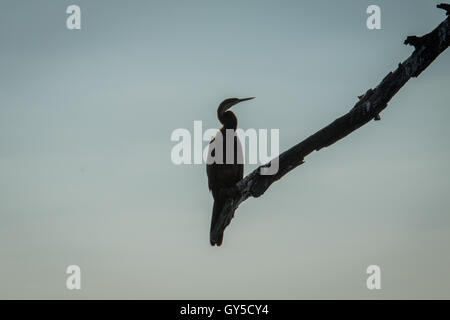 Silhouette of an African darter in the Kruger National Park, South Africa. Stock Photo