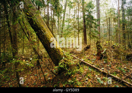 Wild Forest. Fallen Trees In Coniferous Forest Reserve. Stock Photo
