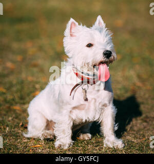 White West Highland White Terrier (Westie, Westy) Dog Portrait Stock Photo
