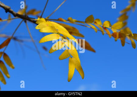 Yellow Autumn leaves of Sunburst Honey Locust tree Stock Photo