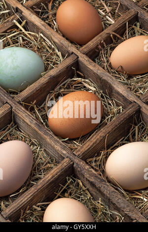 Box with chicken,turkey,goose and duck eggs collection Stock Photo