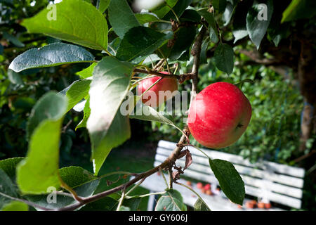 2 red ripe eating apples growing on a tree surrounded by green leaves Stock Photo