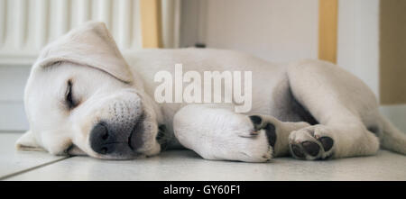 tired lab dog puppy on the ground sleeping Stock Photo