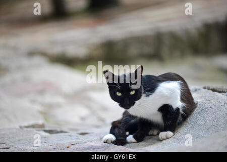 Cat in the streets of Kotor Old Town, Montenegro Stock Photo