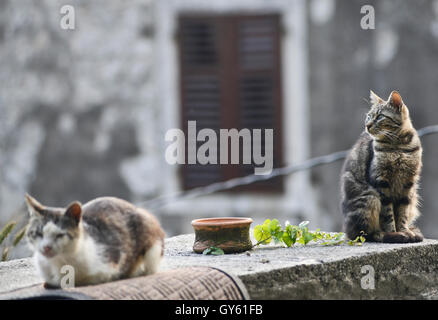 Two cats in the streets of Kotor Old Town, Montenegro Stock Photo