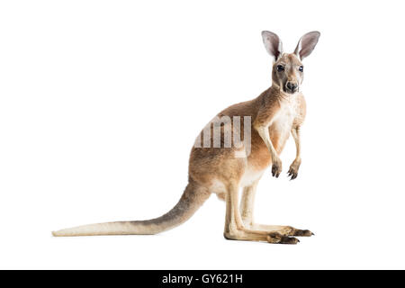 Red kangaroo on white background. Stock Photo