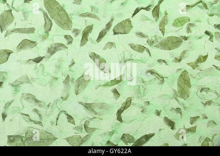solften green mulberry paper with Dry leaf texture background. Stock Photo