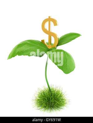 Money tree isolated Stock Photo