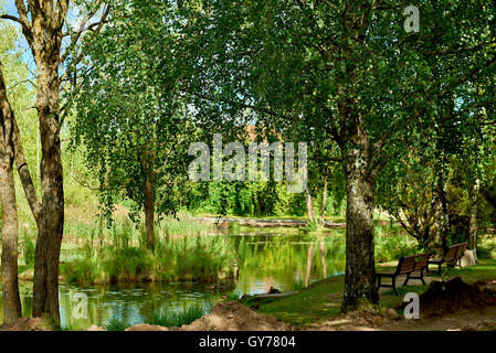 Lush trees reflected in a pond. Sunny summer day Stock Photo