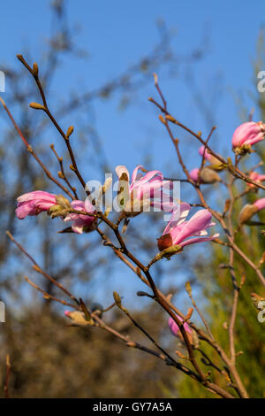 Beautiful magnolia tree blossoms in springtime. Jentle Chinese red ...