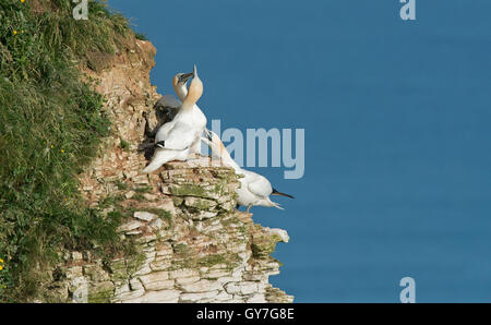 Gannets -Morus bassanus display courtship. Bempton Cliffs, R.S.P.B, Yorkshire, England, Uk. June. Stock Photo