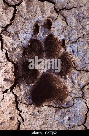 Indian Wolf, (Canis lupus pallipes or canis indica),paw prints in dry mud, Blackbuck National Park, Gujerat,India Stock Photo