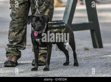 New York, 17th Sept, 2016. The start of the Silkies Hike. The event aims to raise awareness of the post traumatic stress disorder and suicide prevention among US veterans. The people who have served in the US Armed Forces march 22 kilometers with 22 kilogram weight. Credit:  Roman Tiraspolsky/Alamy Live News Stock Photo