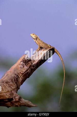 Indian Garden Lizard, Calotes versicolor, stands on branch bathing in early morning sunshine, Bharatpur, India Stock Photo