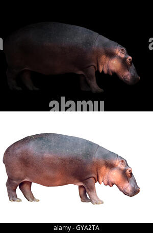 hippopotamus in the dark and hippopotamus isolated on white Stock Photo