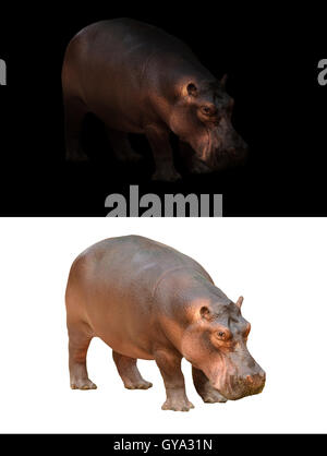 hippopotamus in the dark and hippopotamus isolated on white Stock Photo