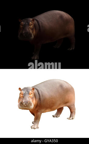 hippopotamus in the dark and hippopotamus isolated on white Stock Photo