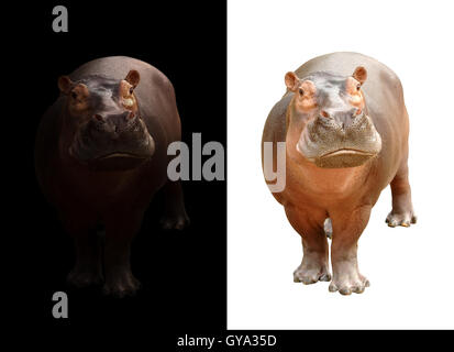 hippopotamus in the dark and hippopotamus isolated on white Stock Photo