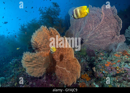 Sunburst (Klein's) butterflyfish feed on brightly colored orange and pink sea fans on coral reef in Raja Ampat, off the coast of Stock Photo