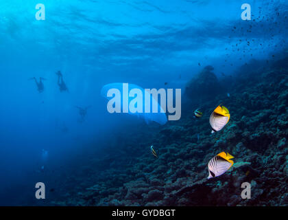 Seascape of jellyfish and raccoon Butterllyfish on coral reef with divers in silhouette in blue water background. Red Sea.