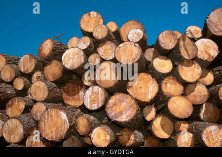 Wood industry, Morpeguite, Muxia, La Coruña province, Region of Galicia, Spain, Europe Stock Photo