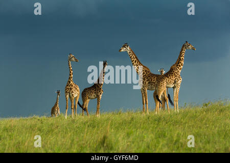 Masai Giraffe standing in the sun over storm clouds Stock Photo