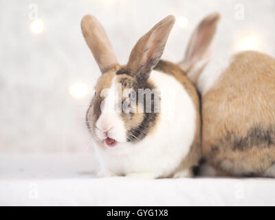 Brown, white and black colored bunny. Mix of Flemish giant and dwarf lop. Outside photography. Beautiful lighting and colors. Stock Photo