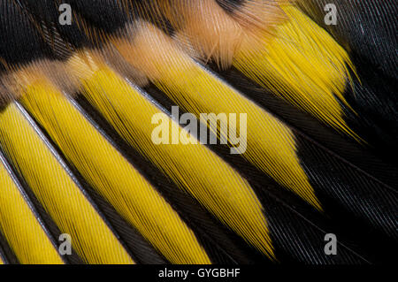 Close-up detail on the wing feathers of a juvenile goldfinch (Carduelis carduelis) in Thirsk, North Yorkshire. October. Stock Photo