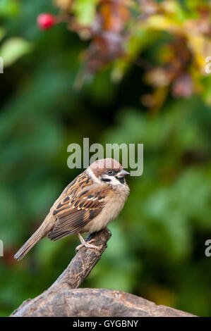 Tree Sparrow Rspb Tree Sparrow, Passer montanus, West Lothian, Scotland, UK Stock Photo ...