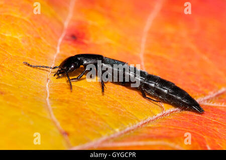 A devil's coach-horse beetle (Ocypus olens) walking across an autumn leaf in a garden in Sowerby, North Yorkshire. October. Stock Photo