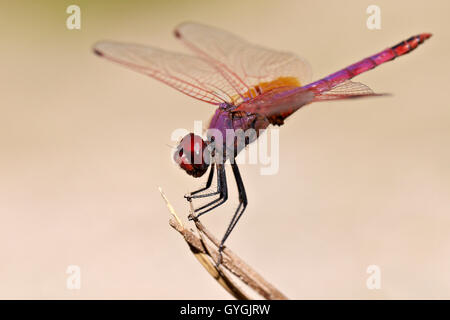 Dragonfly male Trithemis annulata. Stock Photo