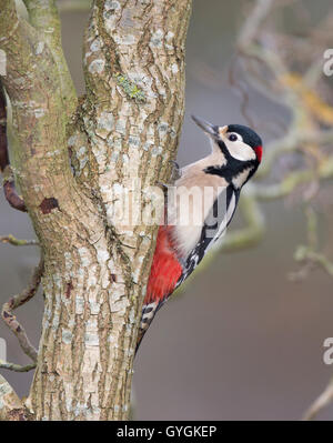 Adult male Great Spotted Woodpecker (Dendrocopos major) climbing Stock Photo