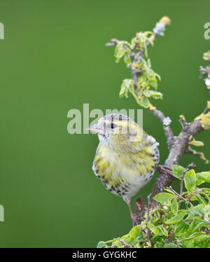 Female European Siskin (Carduelis spinus) perches on new spring growth Stock Photo