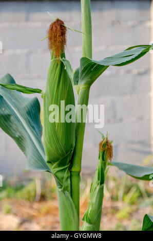 Cob maize or Zea mays growing between green leave in the vegetable garden, Zavet, Bulgaria Stock Photo