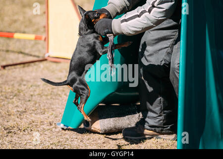 Pin on Dog Training