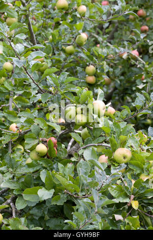 Malus domestica. Apples growing in an English orchard Stock Photo