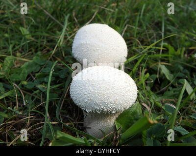 Bovista, Wild mushrooms: Bovista plumbea, Stock Photo