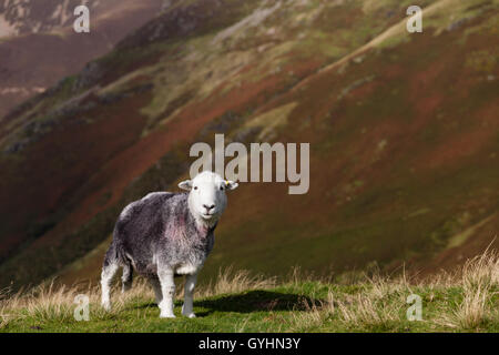 Herdwick sheep on the fells in the English Lake District in early Autumn with autumnal colours on the mountains Stock Photo