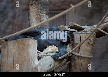 Silverback Gorilla in Prague Zoo Czech Republic which is the fourth largest in the World Stock Photo