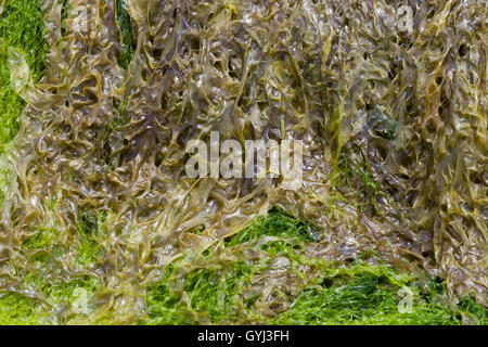 green seaweed covered rocks Stock Photo