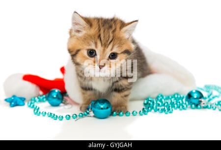 Kitten British marble color and Christmas hat on a white background Stock Photo